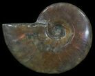 Flashy Red Iridescent Ammonite - Wide #52327-1